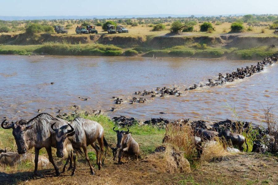 4 DAY TANZANIA LUXURY SAFARI/4 DAY 3 NIGHT